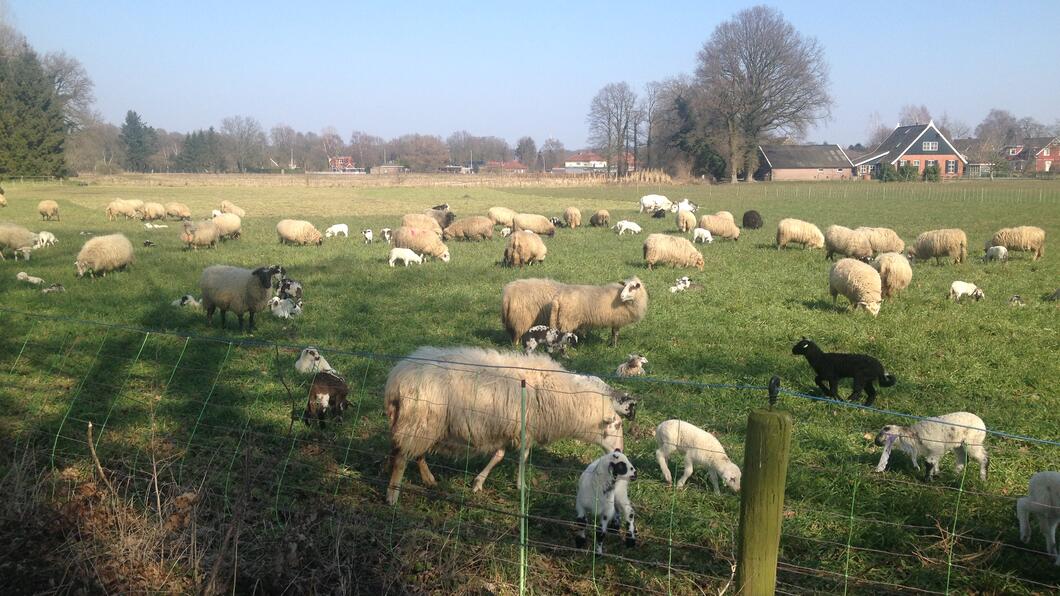 Foto van schapen in een weide