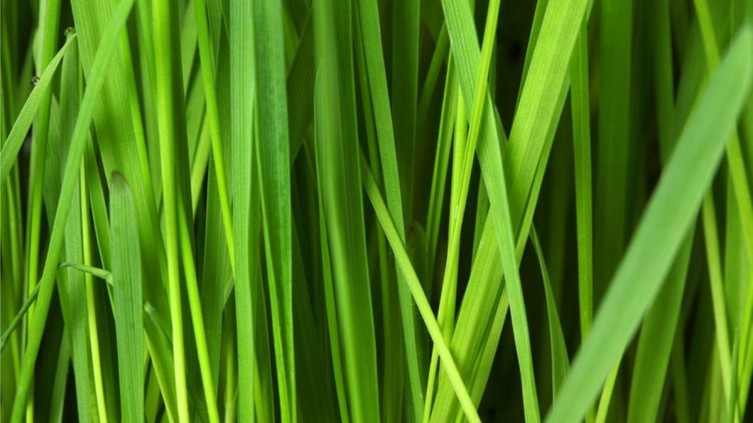 GRAS.jpg